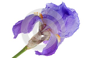 Blue iris flower