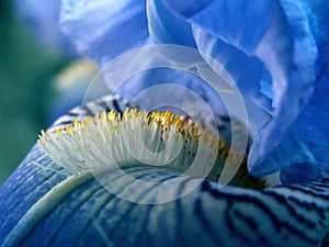 Blue Iris Flower