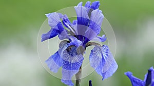 Blue iris flower in bloom