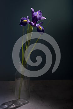 Blue iris flower in a glass vase in a low key