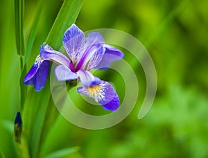 Blue Iris flower on green