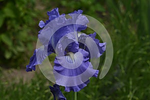 Blue iris flower on a green background.
