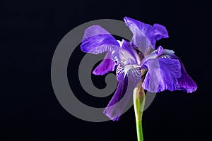 Blue iris flower head on a black background