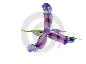 Blue iris flower isolated