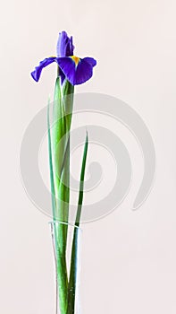 Blue iris flower with pink vertical background