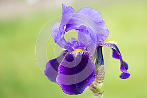 Blue iris photo