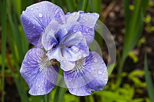 Blue Iris Flower Raindrops Garden Virginia