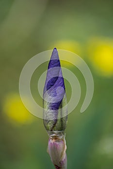 Blue iris flower starting to bloom, beautiful yellow bokeh and green background, spring nature, macro, Iridaceae flower family