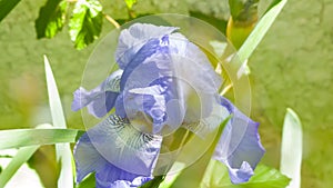 A blue iris in flower taken in macro