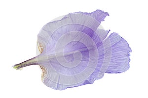 Blue iris flower on white