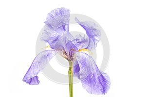 Blue Iris flower on a white background. Kaempferov  Iris pseudacorus