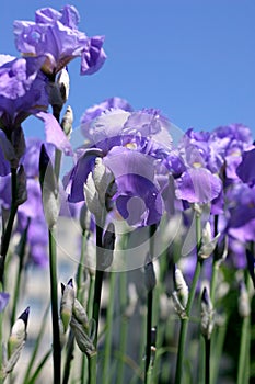 Blue Iris Flowers