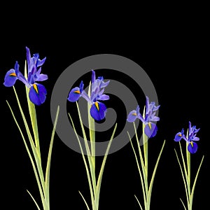 Blue Iris Flowers