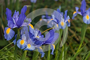 Blue iris flowers