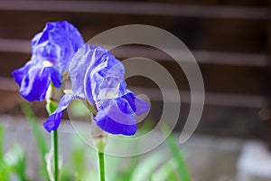 Blue iris flowers closeup on wooden fence background