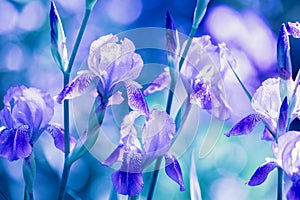 Blue Iris flowers in the garden