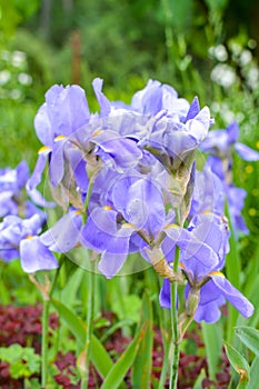 Blue iris flowers on green background