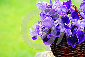 Blue iris flowers growing in basket, green background. Lot of irises or Iris germanica