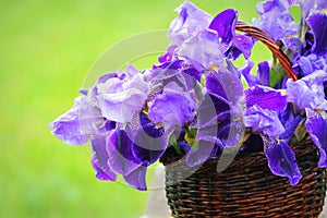 Blue iris flowers growing in basket, green background. Lot of irises or Iris germanica