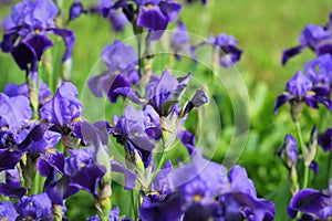 Blue iris flowers growing in garden, green background. Lot of irises Iris germanica