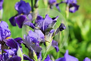 Blue iris flowers growing in garden, green background. Lot of irises Iris germanica