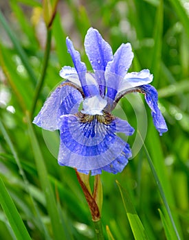 Blue iris with grass in the rain