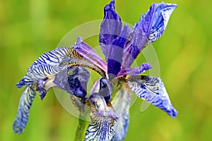 Blue iris, Iris sibirica
