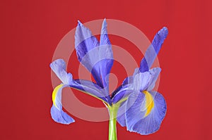 Blue iris, Iris xiphioides.