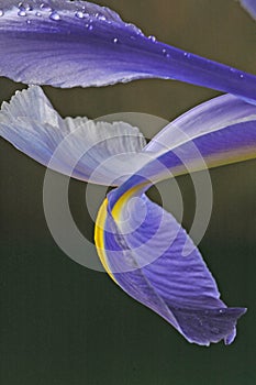 Blue iris petals two