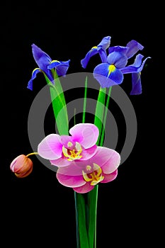 Blue iris and pink phalaenopsis orchid flowers in a tall crystal vase on black background