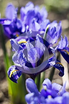 Blue iris reticulata iridodictyum reticulatum - bulbous plants. Early spring flower, floral background. Macro, Backlight