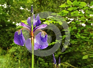 Blue iris sanguinea