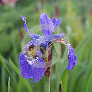 Blue Iris sibirica