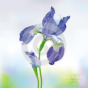 Blue Iris vector flower