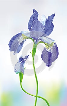 Blue Iris vector flower