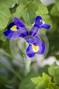 Blue iris wiyh drops at garden