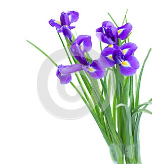 Blue irise flowers posy