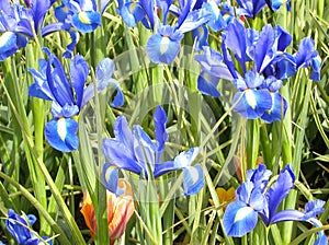 Blue Irises