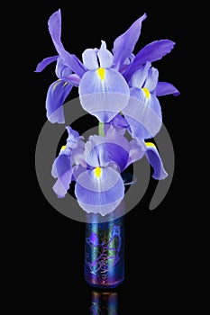 Blue Irises