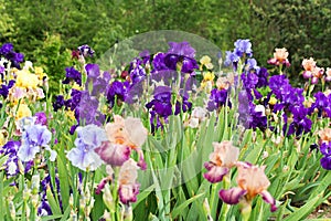 Blue irises