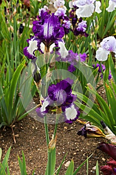 Blue irises