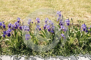 Blue irises flowerbed, copy space