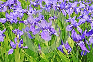 blue irises flowers