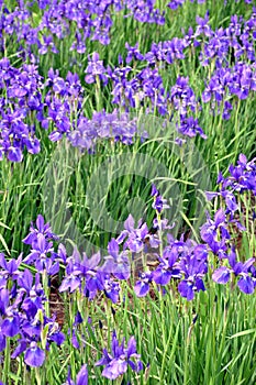 Blue irises in a garden