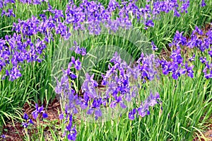 Blue irises in a garden