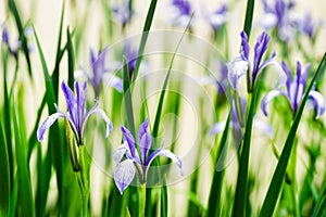 Blue irises on a light background Spring blooming