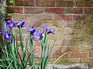 Blue irises by the old red brick wall