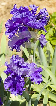 Blue irises