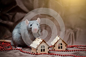 Blue irish domestic cute rat on brown background with New Year house decorations and beads, symbol of year 2020