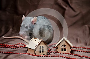 Blue irish domestic cute rat on brown background with New Year house decorations washes his face, symbol of year 2020